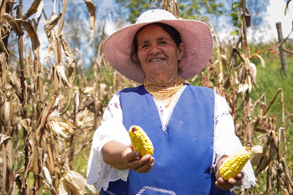 Con franja de precios, Gobierno del presidente Noboa protege a productores de maíz y consumidores